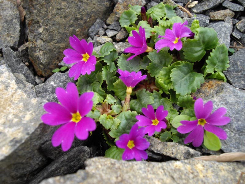 Primula juliae photo